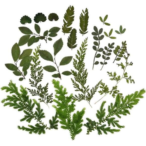 42 PCS Dried Leaves Pressed Leaves Dried Pressed Flowers for Craftsl Dried Leave - Picture 3 of 6